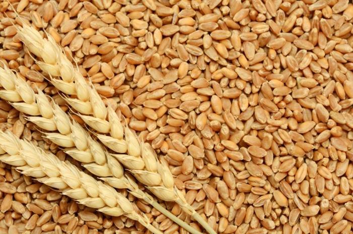مخزون القمح في الأردن يغطي الاستهلاك المحلي 12 شهرا