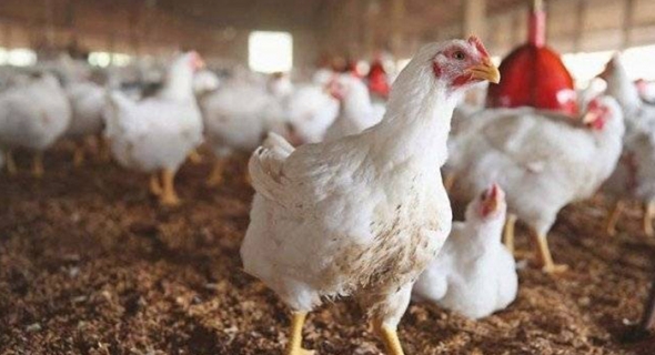 توقيف بائعي دجاج في الرمثا لعدم التزامهما بالسقوف السعرية