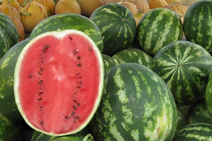 الأمانة: بدء منح تصاريح معرشات بيع البطيخ والشمام