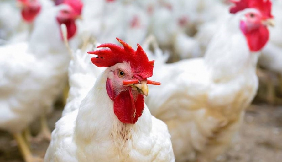 محافظ البلقاء: توفر مادة الدجاج في المؤسستين المدنية والعسكرية غدا