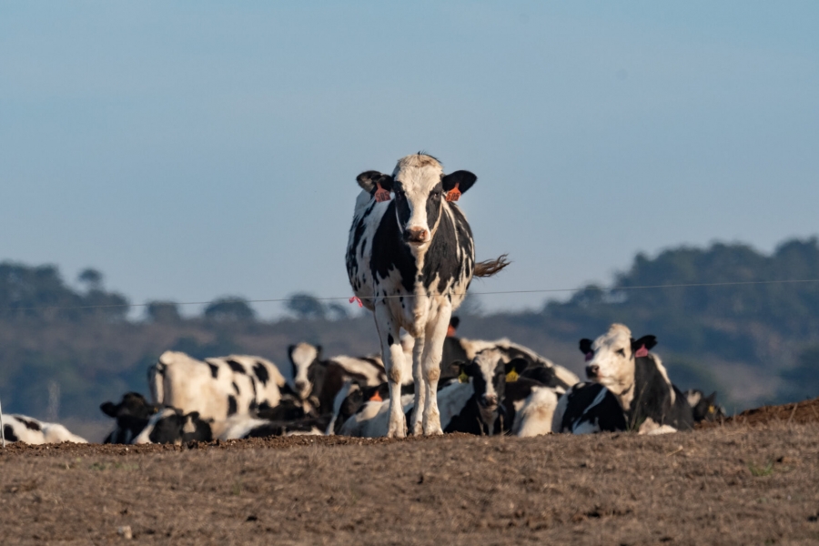 الحكومة تعكف على مراجعة الاستجابة الوطنية للحمّى القلاعية