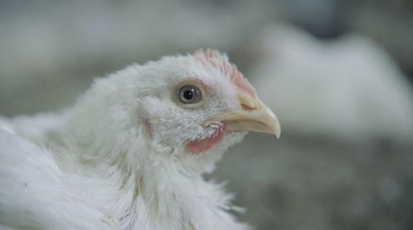 أبو دقر: 740  ألف دجاجة توزع في الأسواق للاستهلاك
