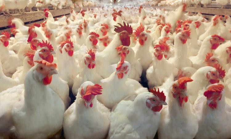 جمجوم: الطلب على الدجاج في رمضان فاق التوقعات