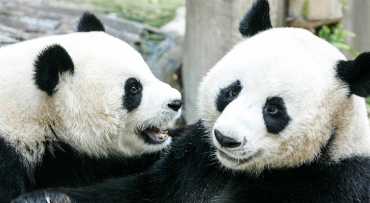 حداد في تايلند على نفوق آخر حيوانات الباندا