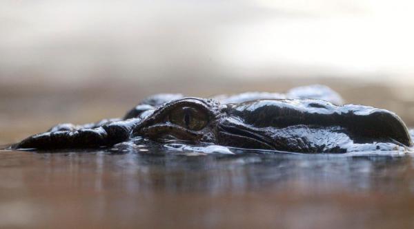 العثور على رفات أسترالي داخل تمساحين بعد فقدانه خلال رحلة صيد