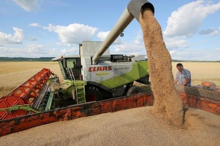 أسعار القمح عالمياً عند أعلى مستوياتها في أسبوعين