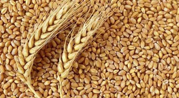 الحكومة تعتمد أسعار شراء محصولي القمح والشعير