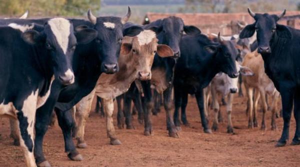 اكتشاف حالة غير نمطية من جنون البقر في أمريكا
