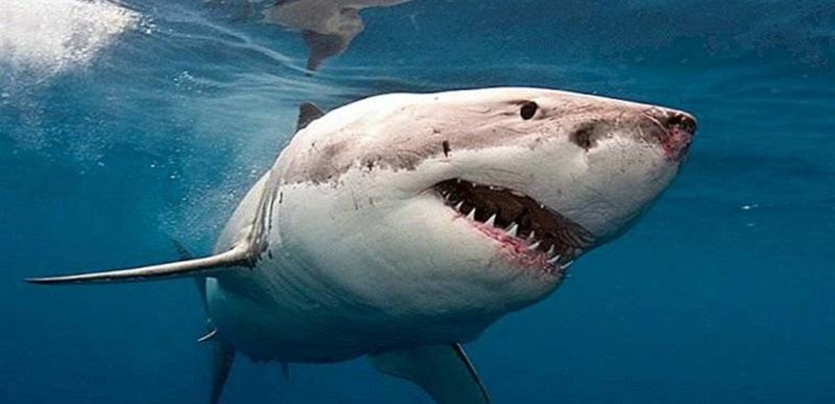 القرش القاتل ... هذا ما فعلته به السلطات المصرية