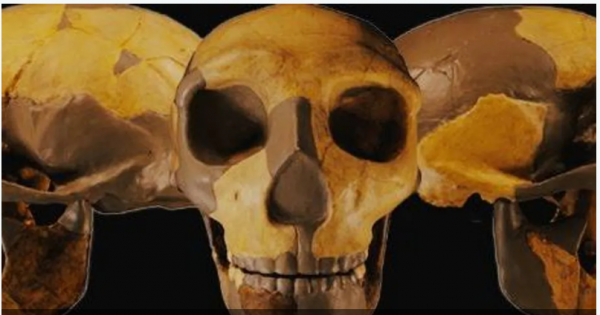 جمجمة قد تعيد كتابة تاريخ البشرية