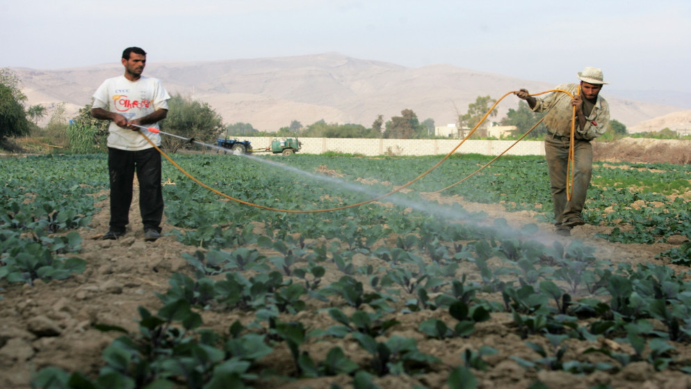 سلطة وادي الأردن: تزويد المزارعين في مناطق الأغوار بكميات مياه إضافية خلال موجة الحر