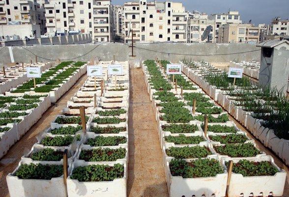 60 من الصادرات الزراعية الأردنية للسوق السعودي