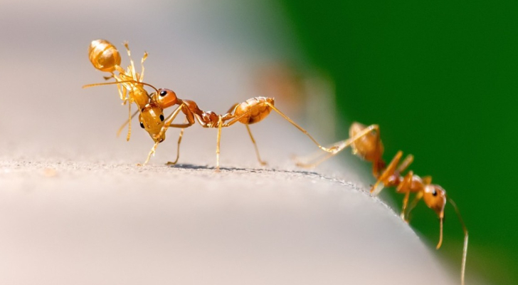 حملة لمكافحة انتشار النمل الآسيوي في مدارس إربد