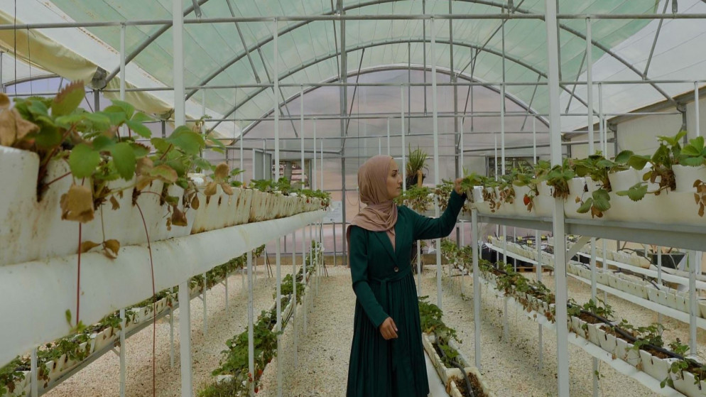 البنك الدولي: مشروع تعزيز قطاع الزراعة قد يوفر 12 ألف فرصة عمل في الأردن