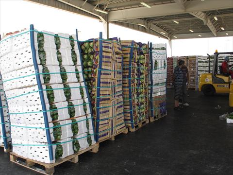 جباكو: الشركة وصلت لـ 26 سوقًا جديدًا في تسويق المنتجات الزراعية