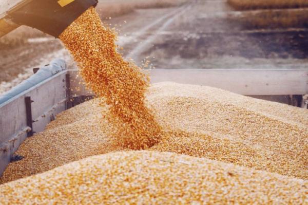 تجار: 20 ارتفاع أسعار الحبوب من مناشئها خلال الشهر الحالي