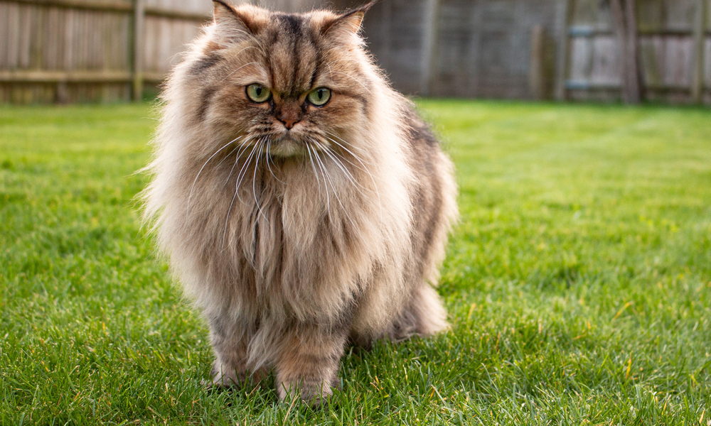 قطط تصدر إشعاعات تثير الذعر في قرية بريطانية