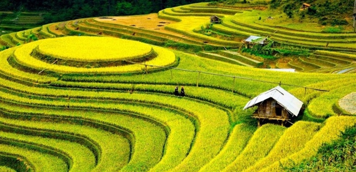 العثور على حقل أرز قديم عمره 5000 عام في الصين
