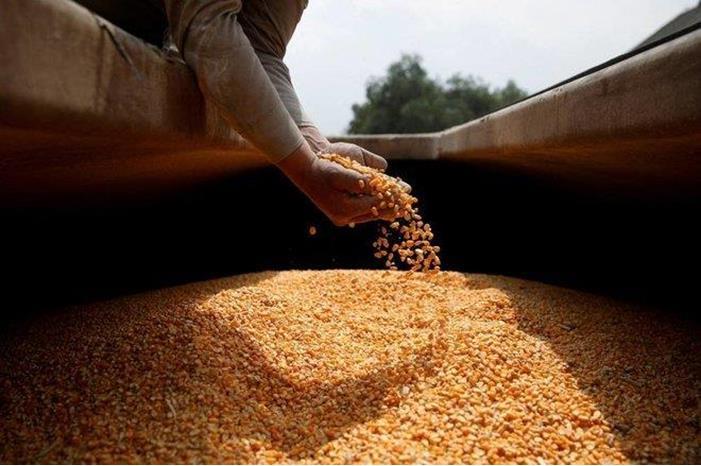 انخفاض أسعار القمح عالمياً 21