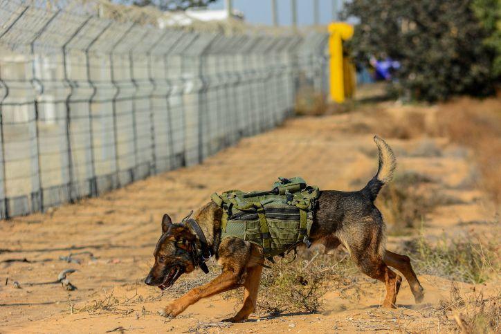 مقتل 13 كلبا عسكريا اسرائيليا في غزة