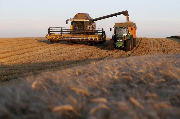 انخفاض طفيف على أسعار القمح عالمياً