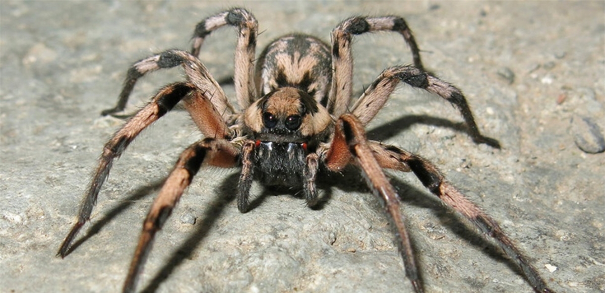 العثور على هرقل.. أكبر عنكبوتٍ سام في أستراليا