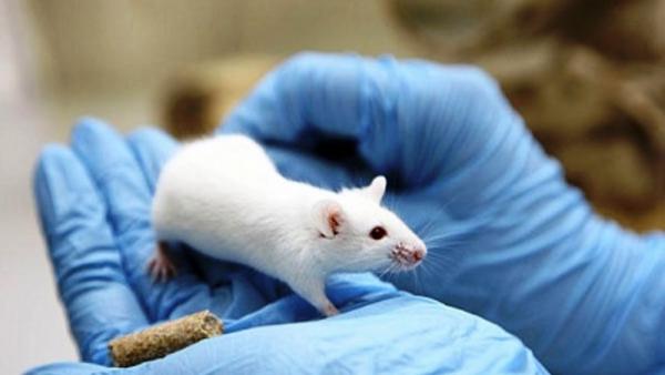 قضى على فئران في 8 أيام .. تسرب تجارب مرعبة لفيروس صيني جديد