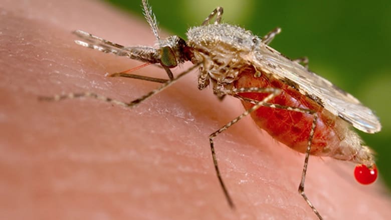 دراسة بريطانية تشير إلى فعالية لقاح للملاريا بين الأطفال الصغار