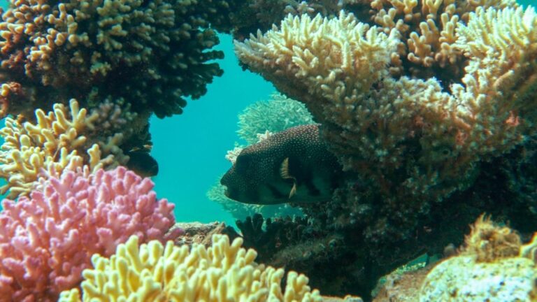 أيلة تتوسع في برامج استزراع الشعاب المرجانية منذ العام 2015 وتحقق نتائج مميزة في الحفاظ على المكونات الطبيعية(فيديو وصور)