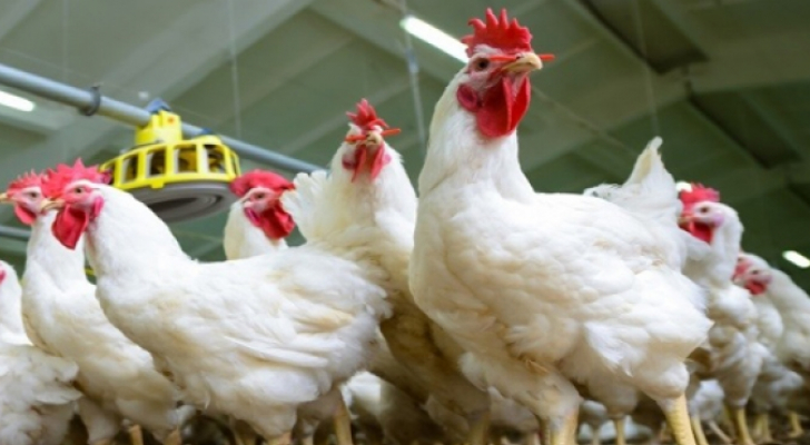 جرش: مزارع الدجاج ترفع طاقتها الإنتاجية لمليون طير استعدادا لرمضان