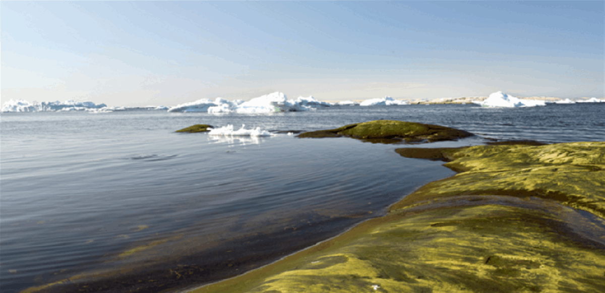 في تطور خطير.. غرينلاند تتحول إلى اللون الأخضر