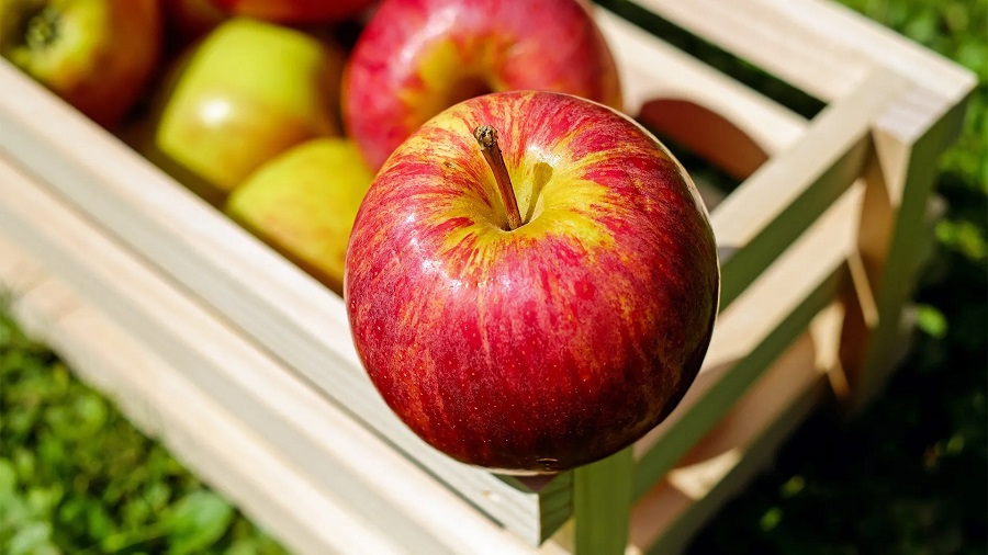 فوائد التفاح في تعزيز الشعور بالشبع وأفضل وقت لتناوله