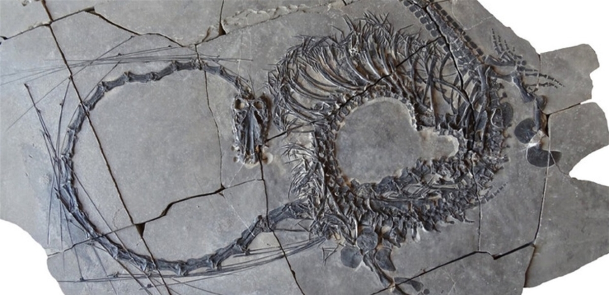 عمره 240 مليون عام... اكتشاف حفرية تنين صيني