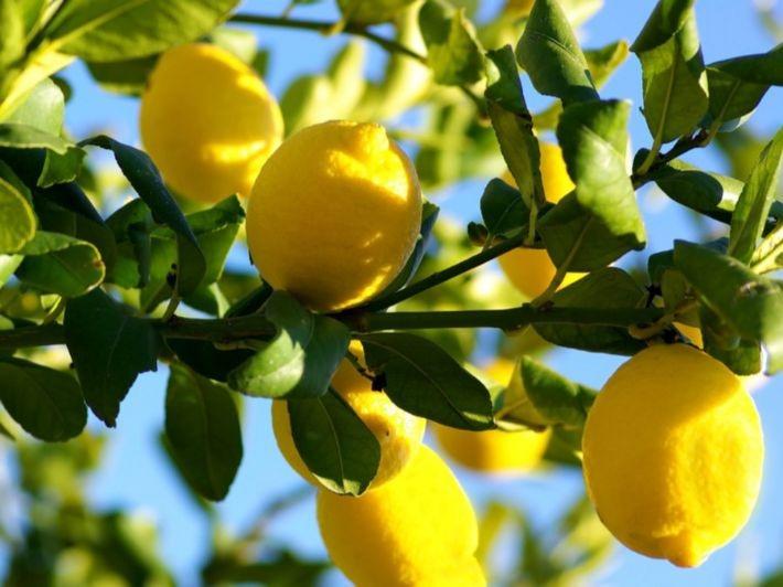 فوائد الليمون مذهلة للجسم