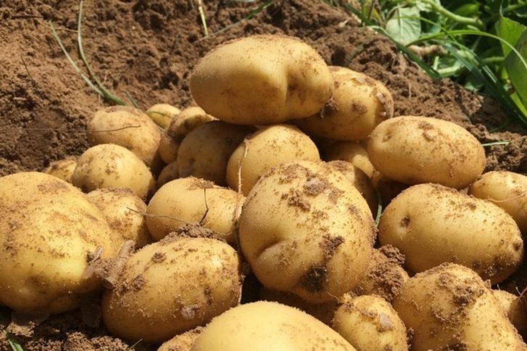  الزراعة  : مرض  اللفحة  اثر على جودة البطاطا وليس كميتها