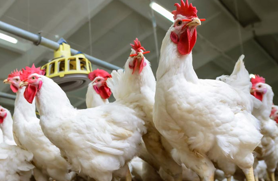 حماية المستهلك: ارتفاع جنوني على أسعار الدجاج في ظل صمت حكومي