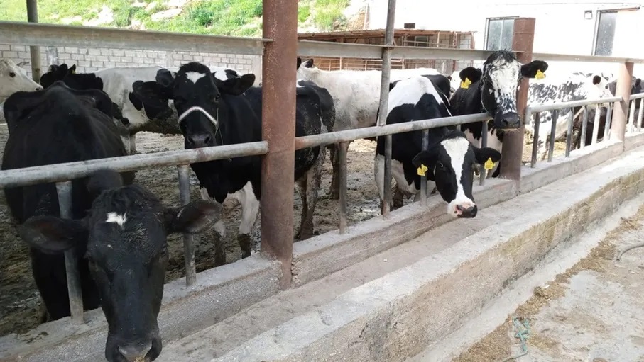 مربي الأبقار: تشديد الرقابة على مصانع تستخدم حليب البودرة في منتجاتها