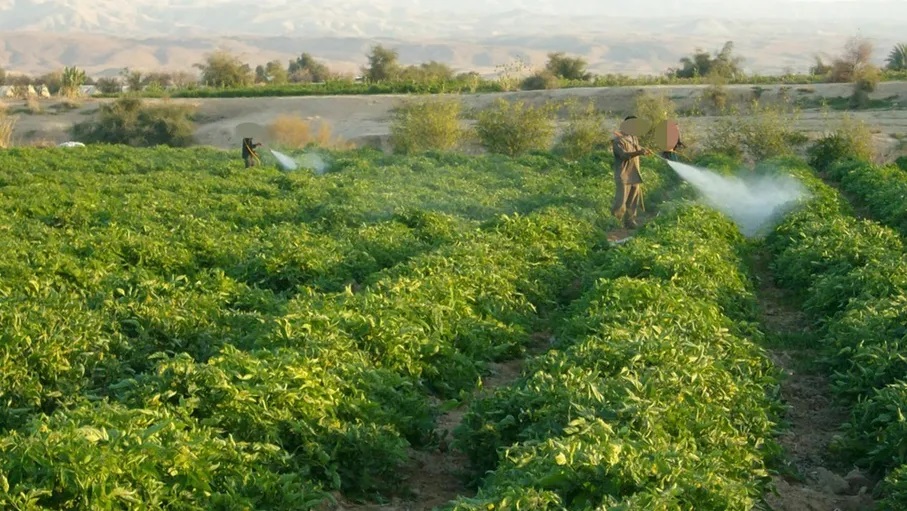 وادي الأردن: الممر الاقتصادي الأخضر فرصة لتعزيز سلة غذاء الأردن