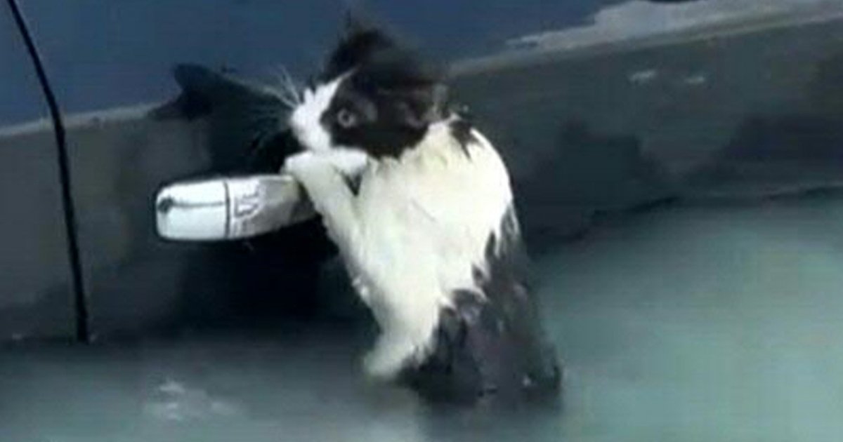 شرطة دبي تنقذ قطة من الغرق