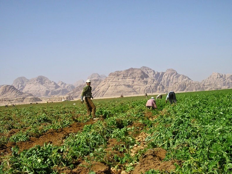وادي الأردن.. مزارعون ينهون موسمهم ببيع المحاصيل المتبقية للماشية لتلافي الخسارة