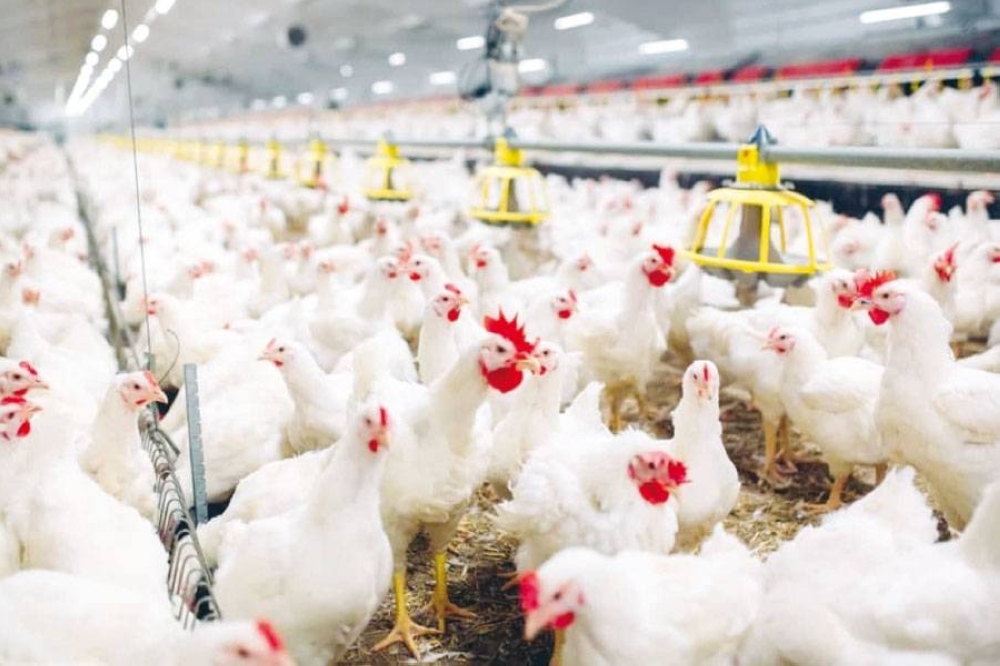 «إتحاد المزارعين»: تقلبات الطقس خفضّت المعروض ورفعت أسعار الدجاج