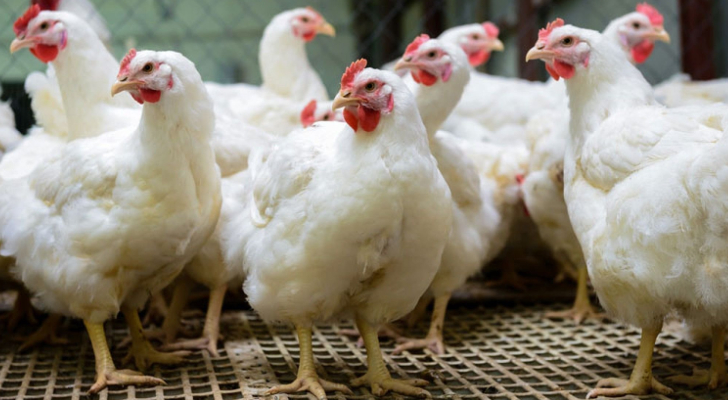 جمعية مستثمري الدواجن تكشف سبب ارتفاع أسعار الدجاج