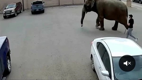 فيل يهرب من السيرك لـ شوارع مونتانا الأمريكية.. فماذا حدث؟