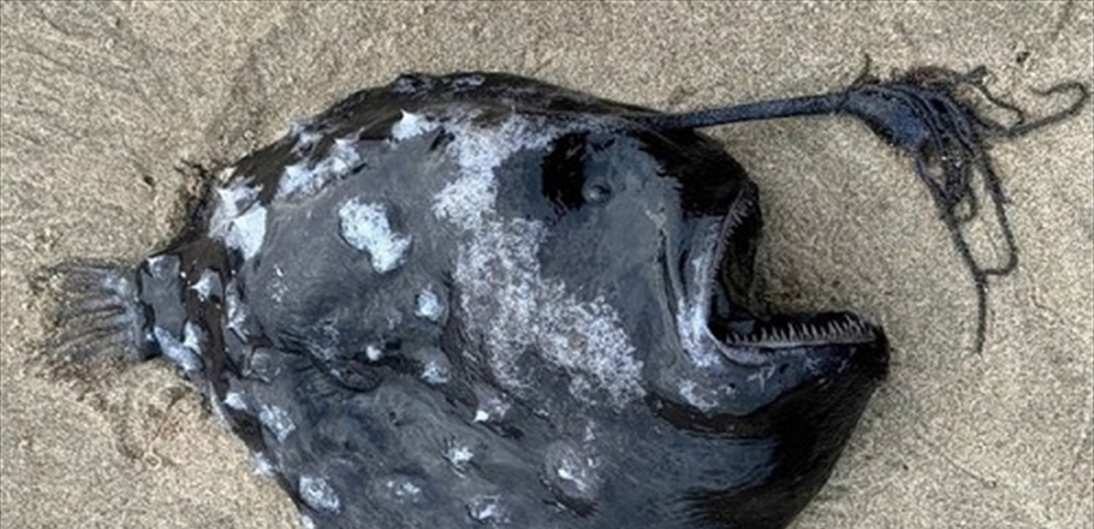 العثور على مخلوق مرعب على شاطئ ولاية أميركية
