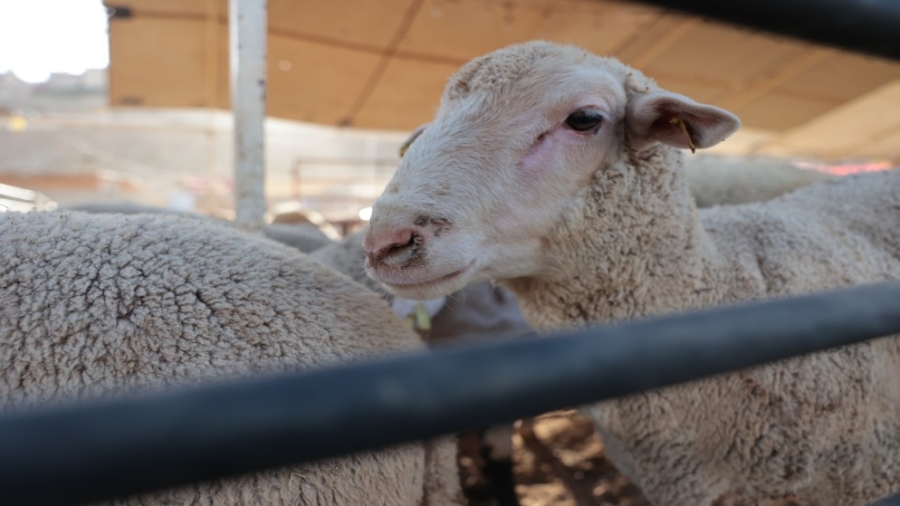 الصين تحظر استيراد ماشية ومنتجات حيوانية من عدة دول بسبب أمراض