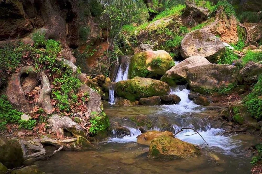 بدء إعادة تأهيل بساتين المزارعين في ضانا
