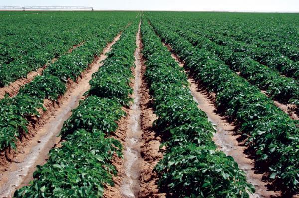 مكين: تعديل نظام عمال الزراعة خطوة مهمة لتحسين بيئة العمل