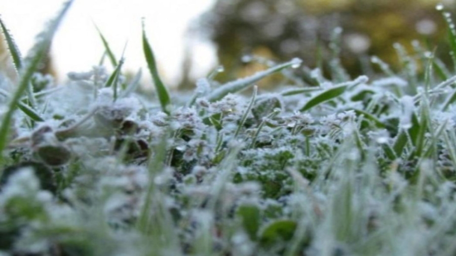 الزراعة: رفع جاهزية كوادر الحراج لمواجهة الأحوال الجوية المتوقعة