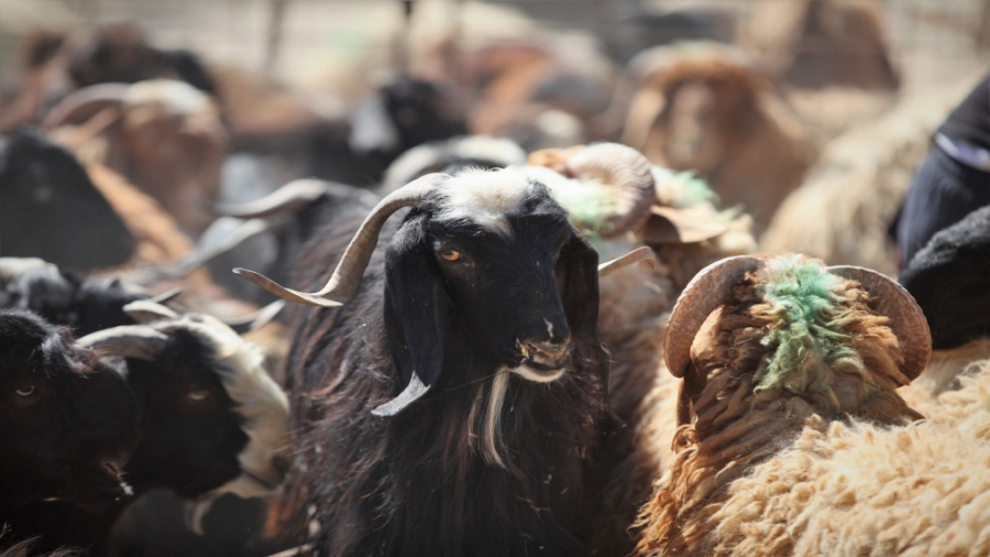 تحت وطأة الجفاف.. المغرب يطلب من مواطنيه عدم ذبح الأضاحي هذا العام