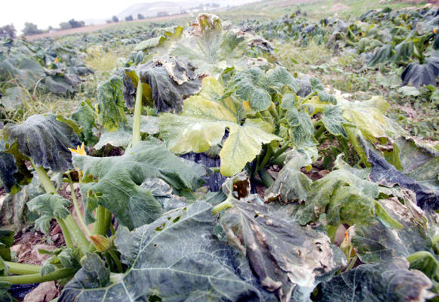 المتطرف بن غفير يقترح مشروع قانون لإلغاء اتفاقيات مع منظمة التحرير الفلسطينية